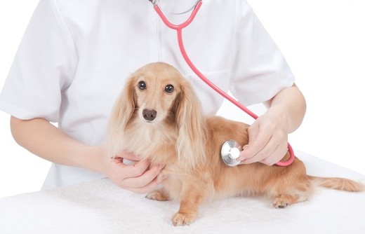 ペット手帳 猫 動物病院