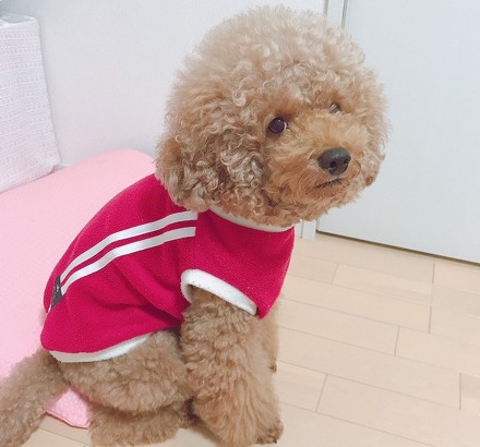 ペット手帳 猫 動物病院