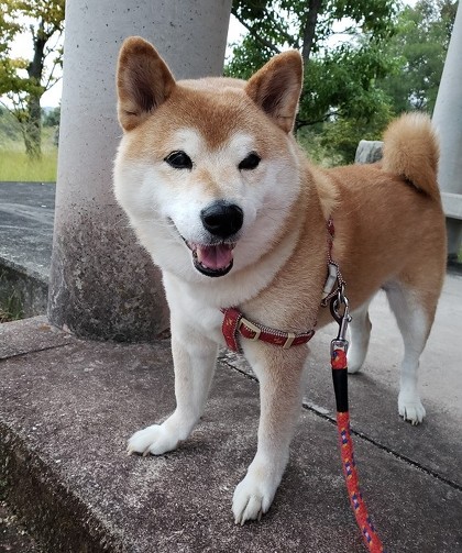 ペット手帳 猫 動物病院