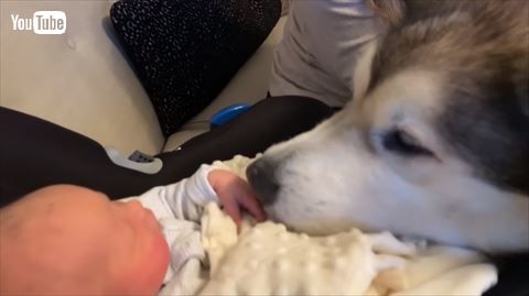 犬