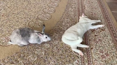 猫ちゃんのシッポが好きなウサギさん