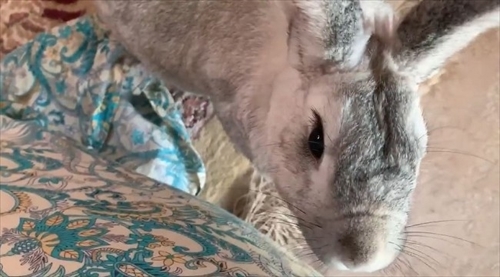 猫ちゃんのシッポが好きなウサギさん