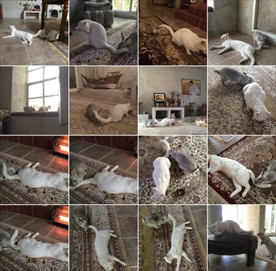 猫ちゃんのシッポが好きなウサギさん