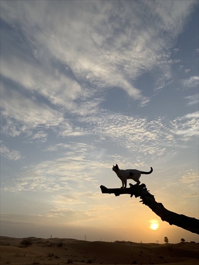 猫ちゃんのシッポが好きなウサギさん