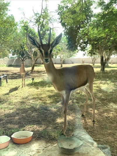 猫ちゃんのシッポが好きなウサギさん
