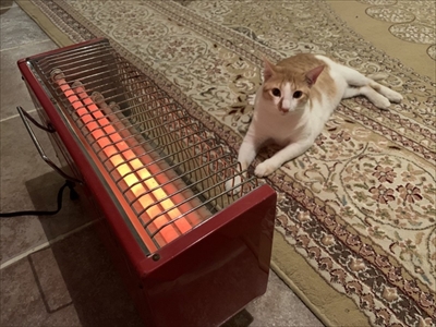 猫ちゃんのシッポが好きなウサギさん