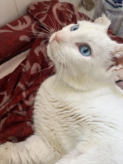 猫ちゃんのシッポが好きなウサギさん