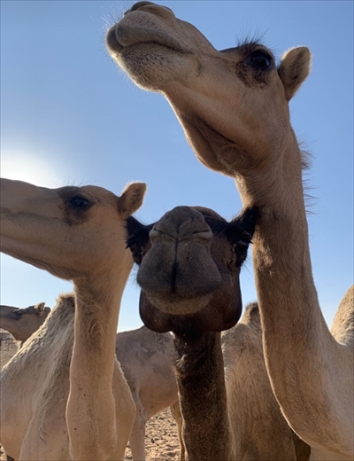 猫ちゃんのシッポが好きなウサギさん
