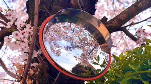 日本の四季 綺麗 写真 桜の木 カーブミラー 季節 春夏秋冬 慧人
