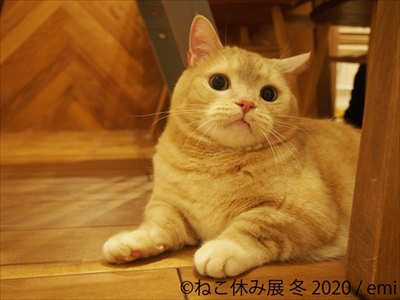 ねこ休み展