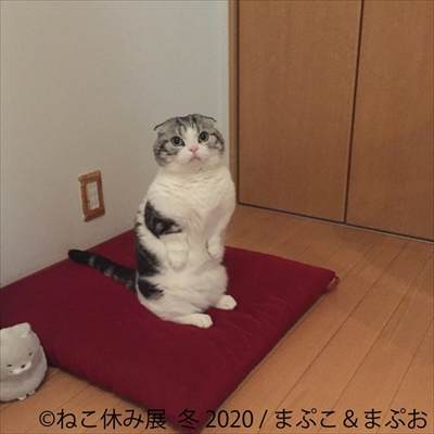 ねこ休み展