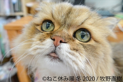 ねこ休み展