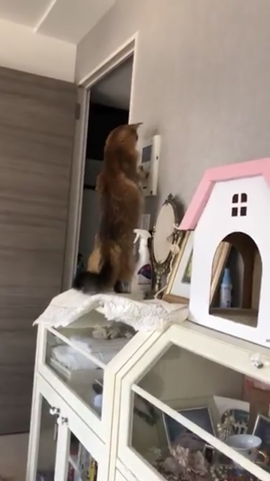 インターフォンホタテさん1