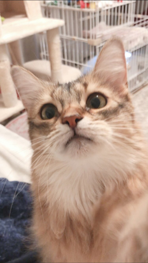 アップのホタテさん