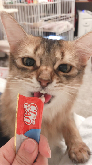 ちゅーるホタテさん