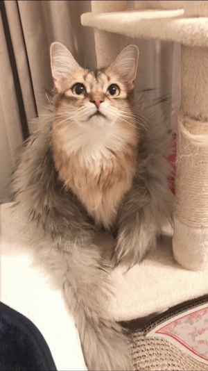 ゴージャスなホタテさん