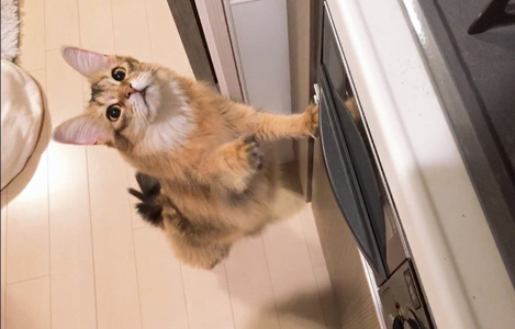 台所をのぞくホタテさん