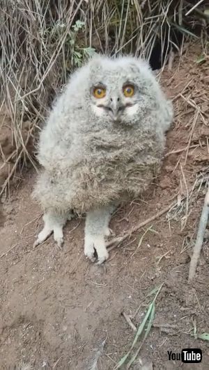コツコツワシミミズクちゃん