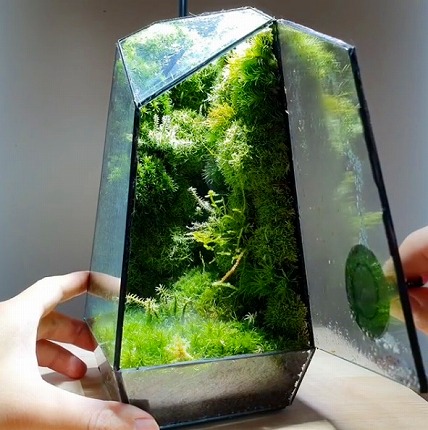 苔のテラリウム