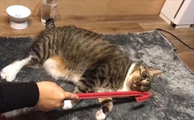 ねこじゃらすり