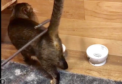 ねこじゃらすり