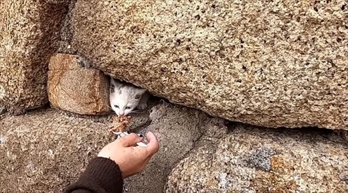 子猫ちゃん救出大作戦