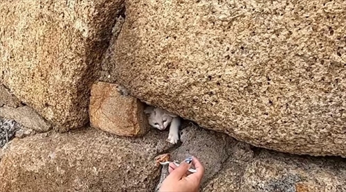 子猫ちゃん救出大作戦