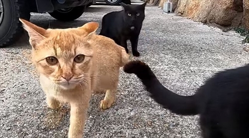 子猫ちゃん救出大作戦
