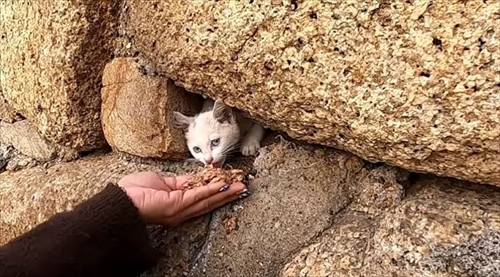 子猫ちゃん救出大作戦