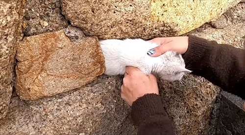 子猫ちゃん救出大作戦