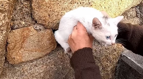 子猫ちゃん救出大作戦