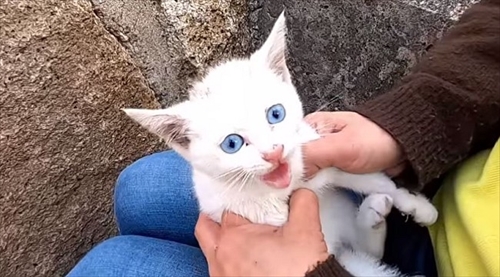 子猫ちゃん救出大作戦