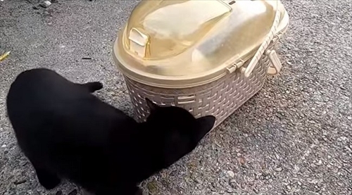 子猫ちゃん救出大作戦