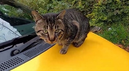 子猫ちゃん救出大作戦