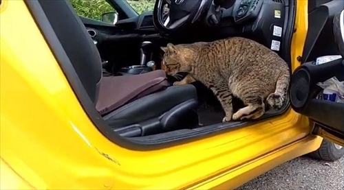 子猫ちゃん救出大作戦