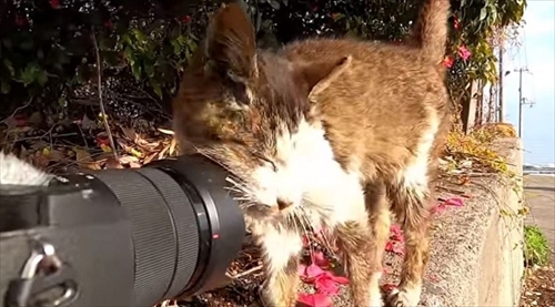 子猫ちゃん救出大作戦