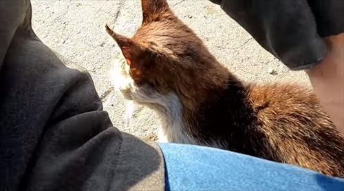 子猫ちゃん救出大作戦