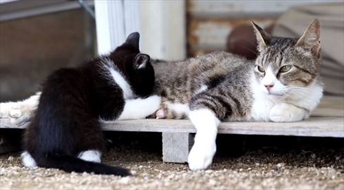 子猫ちゃん救出大作戦