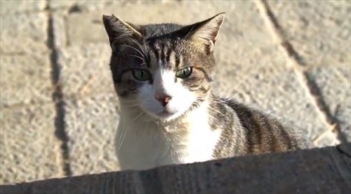 子猫ちゃん救出大作戦