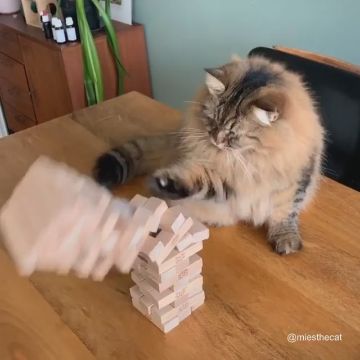 ジェンガにゃんこ