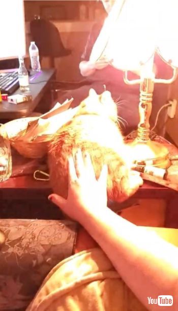 Cat Powered Touch Lamp