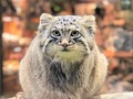 コマヌルがまんまるマヌルに大成長！　モフモフに育ったマヌルネコのきょうだいに会いに行ってきた