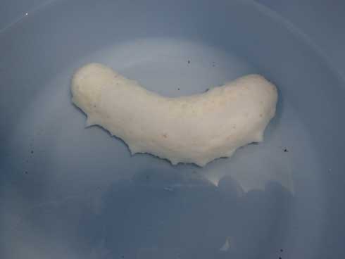 志摩マリンランド 真っ白 ナマコ マナマコ 突然変異