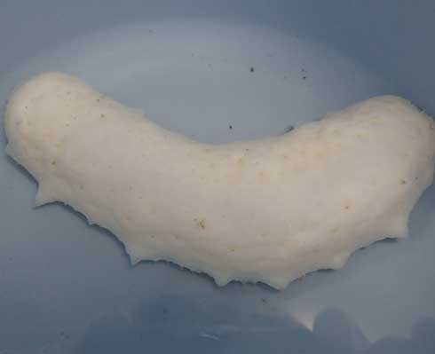 志摩マリンランド 真っ白 ナマコ マナマコ 突然変異