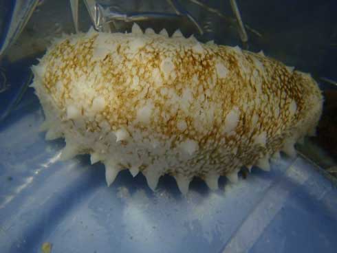 志摩マリンランド 真っ白 ナマコ マナマコ 突然変異