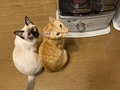 「ストーブつけてほしいニャ？」　上目遣い＆シンクロっぷりがかわいい　抗議の表情を見せる猫ちゃんたち