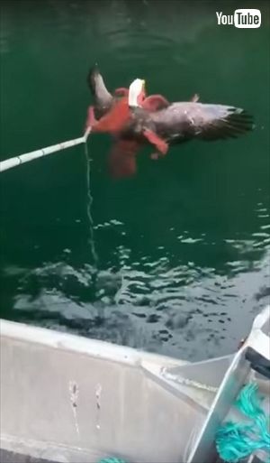タコから助けられたワシ