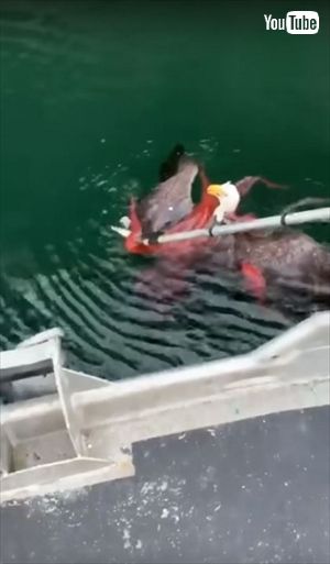 タコから助けられたワシ