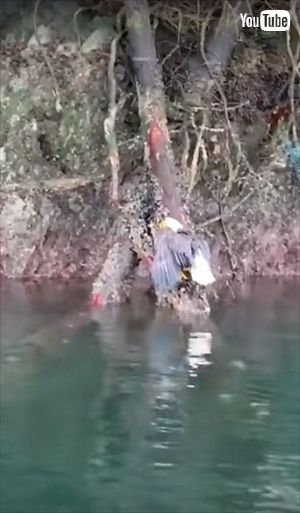 タコから助けられたワシ