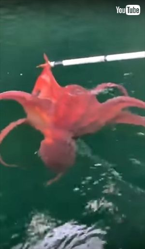 タコから助けられたワシ